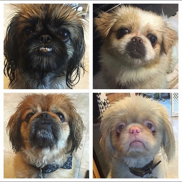 Meet the Posher - Picture 2 of 5